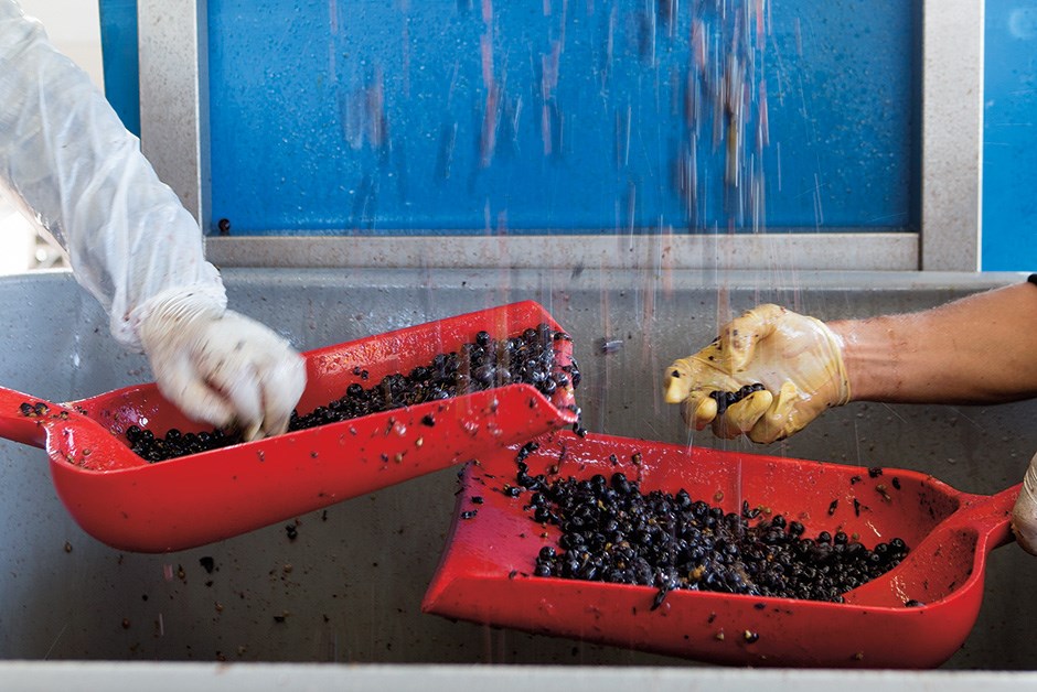 Grape sorting and processing at hidden bench
