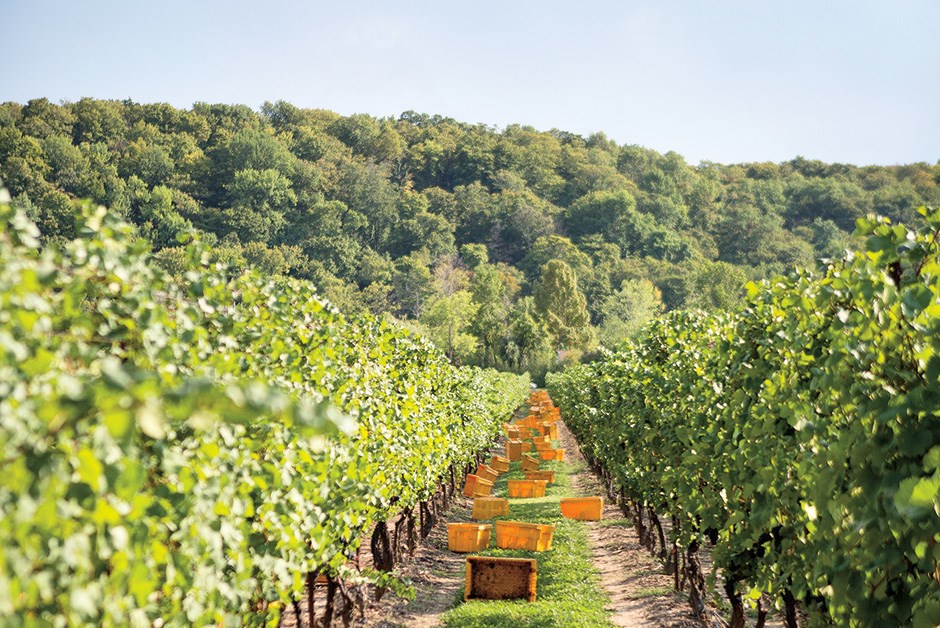 In the vineyards at cave spring