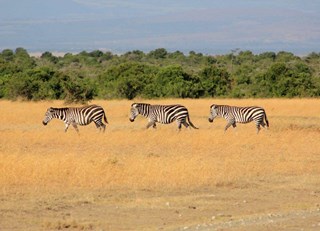 Green Getaway: A Sustainable Safari in Kenya