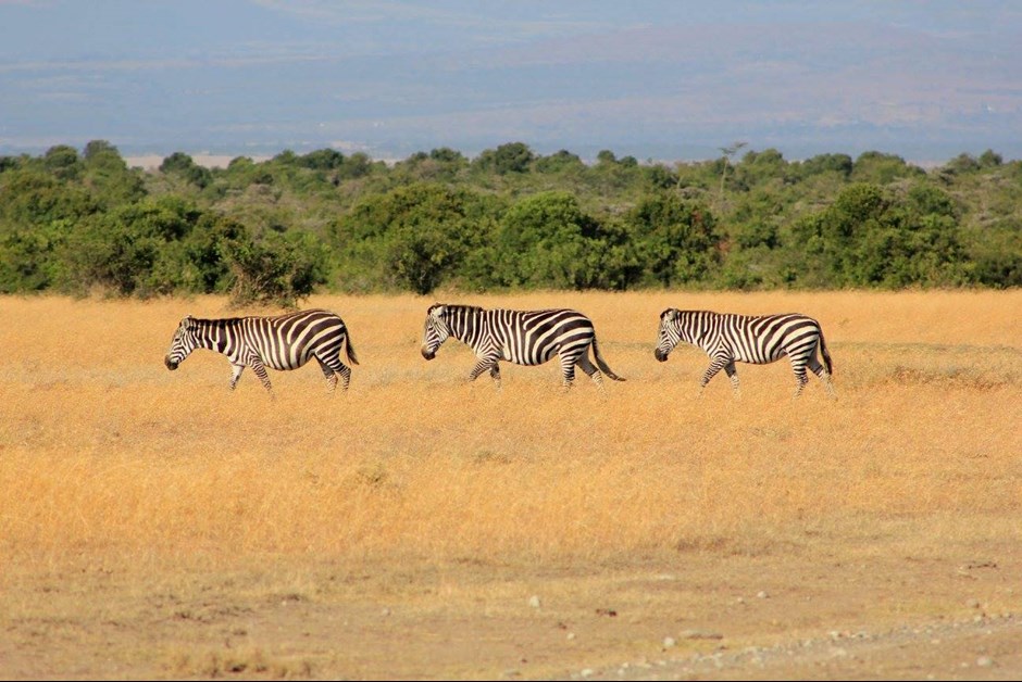 Green Getaway: A Sustainable Safari in Kenya