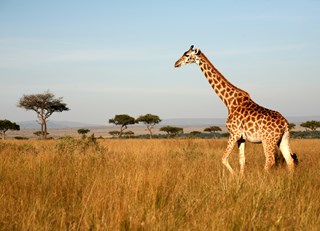 A Week in the Wild – The Ultimate Fairmont Safari Experience in Kenya