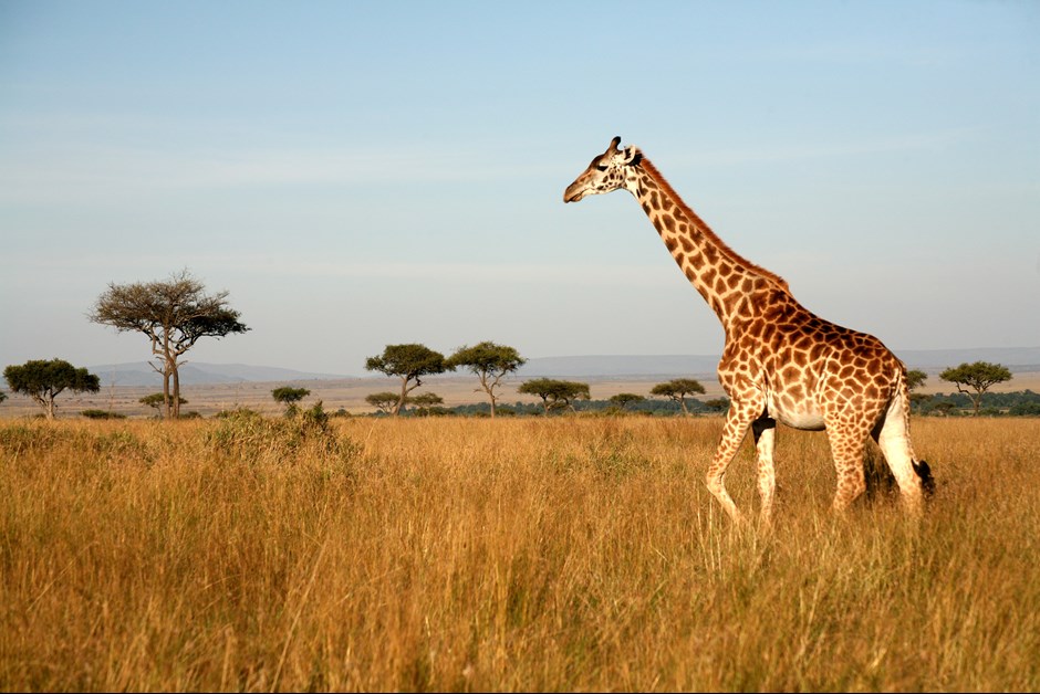 A Week in the Wild – The Ultimate Fairmont Safari Experience in Kenya