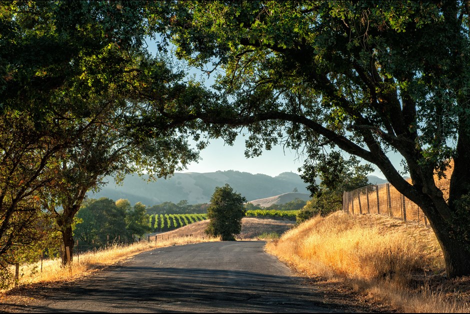 Agritourism: Wining, Dining and Farm-Tromping in Sonoma  