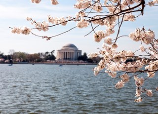 Washington in Bloom  