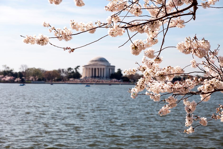 Washington in Bloom