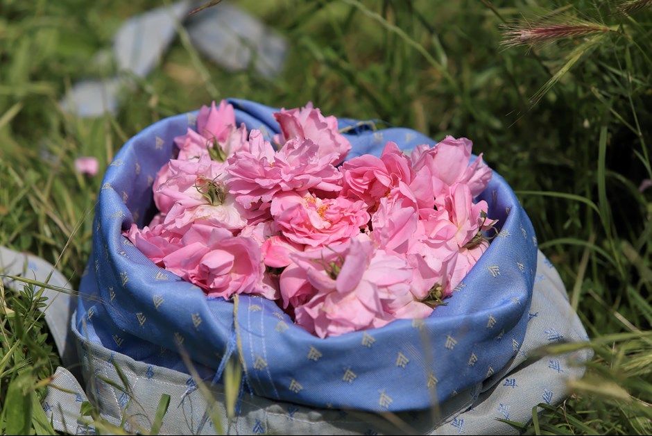 Freshly picked roses