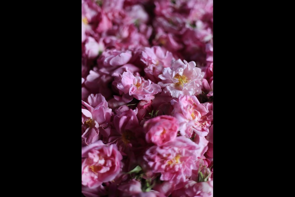 Freshly picked roses