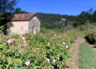 La Vie en Rose