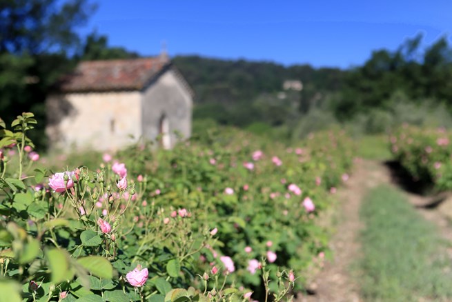 La Vie en Rose