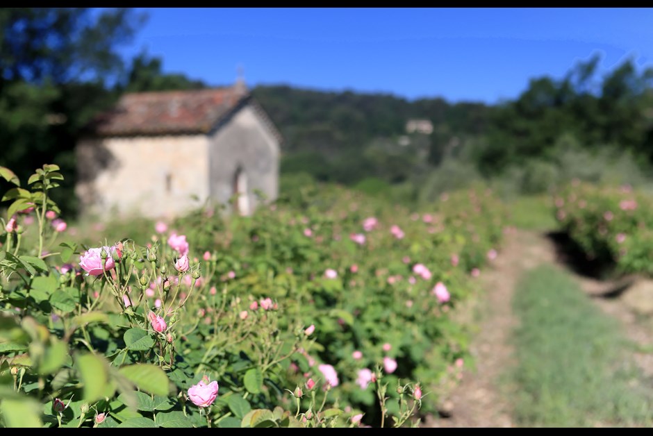 La Vie en Rose