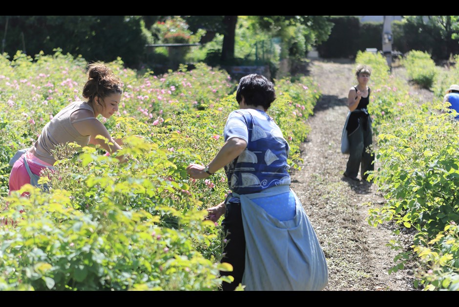 Harvesters tend to the rose fields