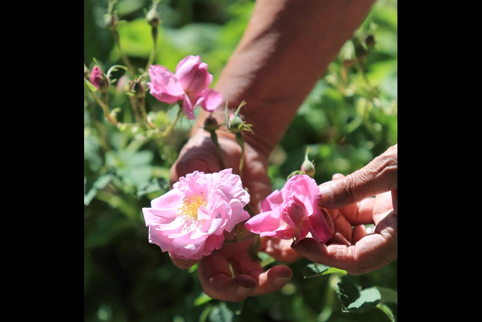 Roses ready for harvesting