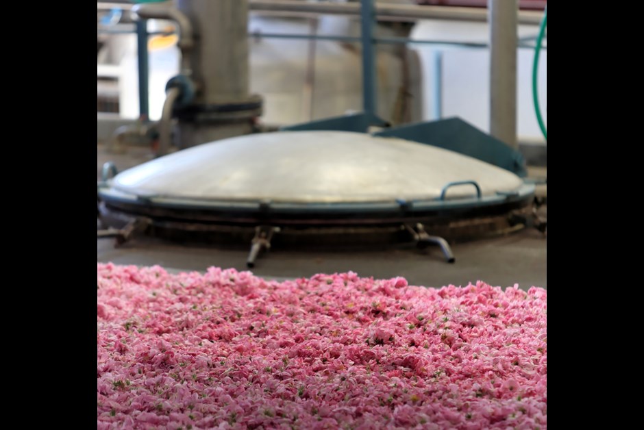 Roses strewn across the floor waiting for extraction