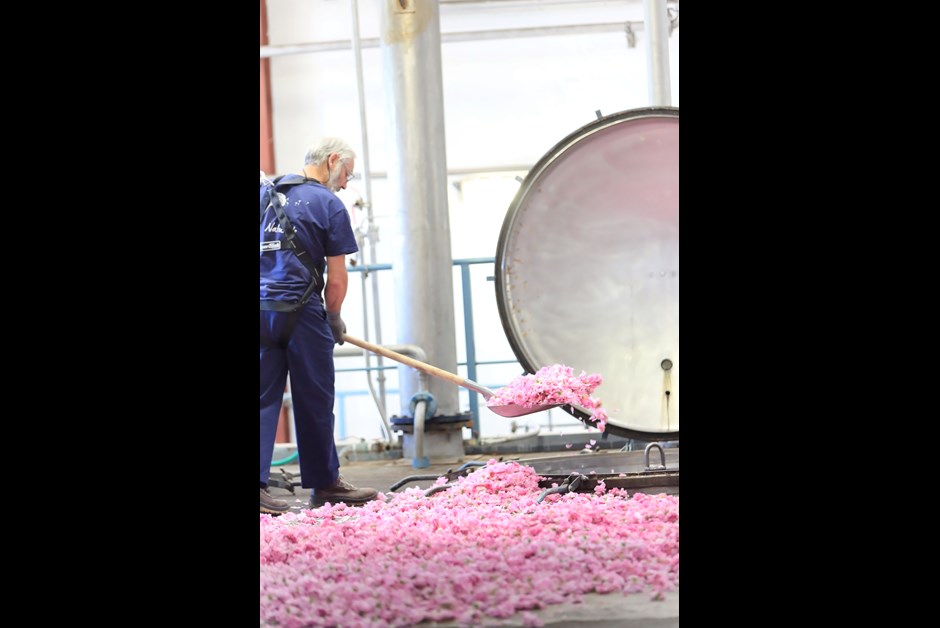 Roses being sent for extraction