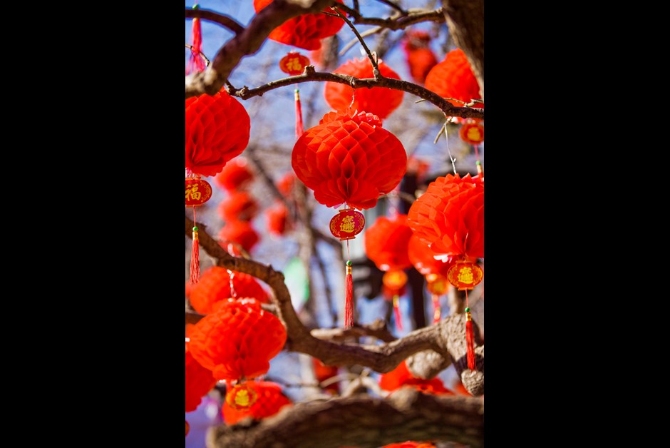 Tree adorned with auspicious red lanterns