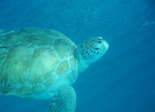 In search of sea turtles