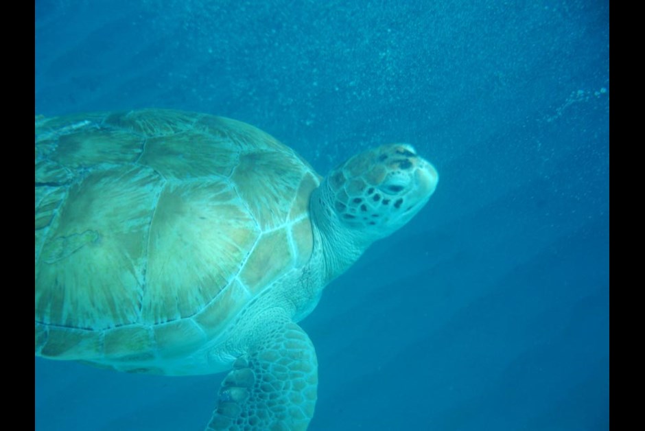 In search of sea turtles