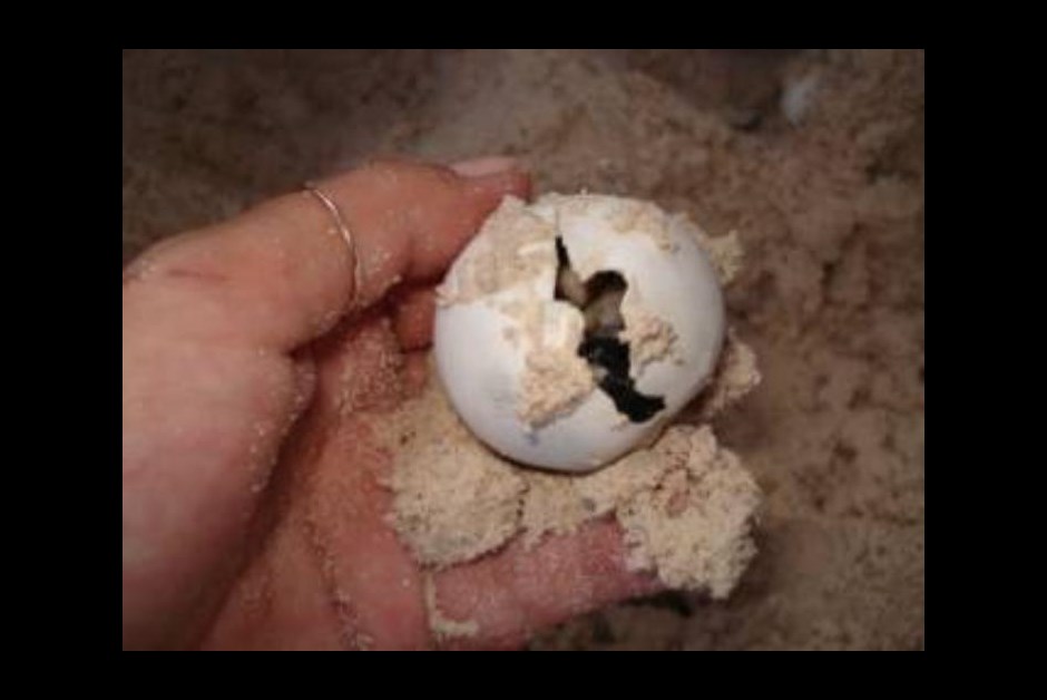 Turtle Egg