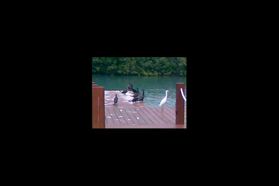 The Cormorants love our dock!