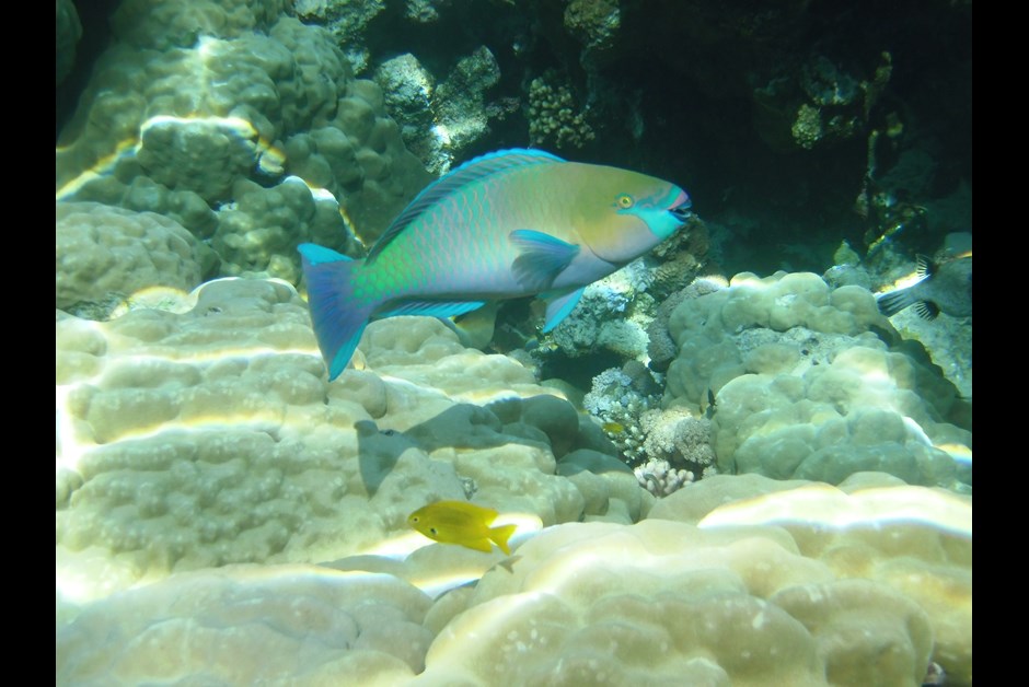 Pariot Fish while Snorkeling in the Red Sea, Sharm El Sheikh
