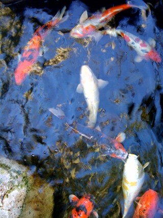 koi fish pond