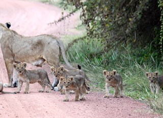 Baby Lions