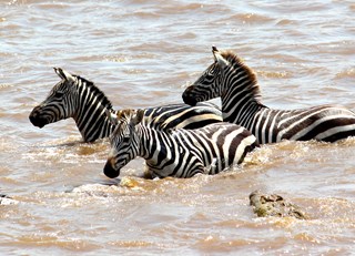 Zebra vs Crocodile!