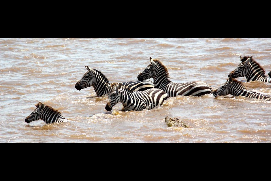 Zebra vs Crocodile!
