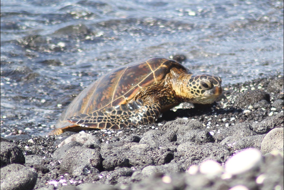 Turtle Sanctuary