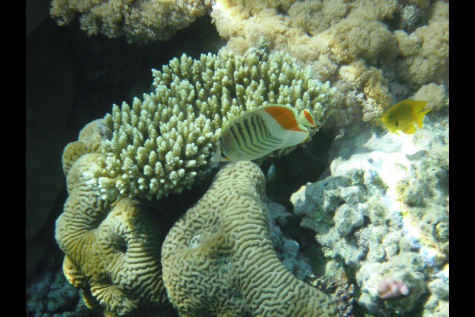 Sharm El Sheikh, Egypt - Underwater Red Sea-15.jpg