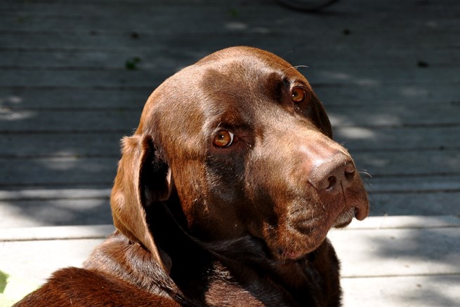 Zeus our Pet Ambassador