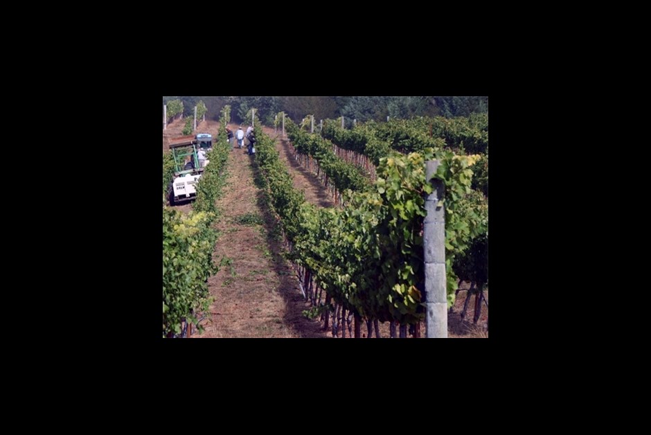 Harvest season at Drew, whose Pinots are classic Anderson Valley. Photo: Drew Wines