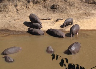 The Hippo Hut