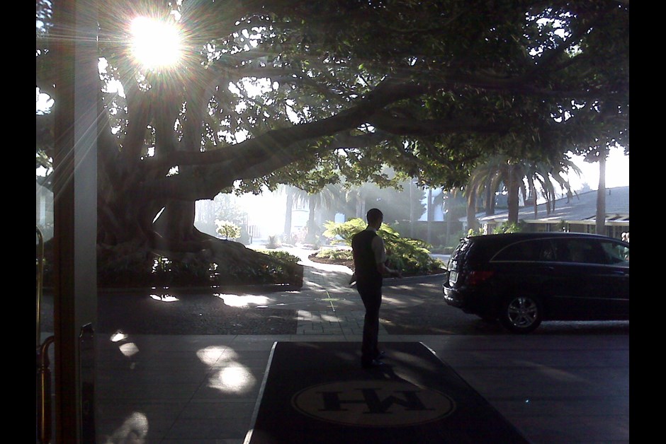 Morning Glory