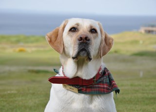 Tail Wagging Trivia from Fairmont St Andrews!