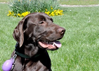 Sonoma&#39;s Canine Ambassador &quot;Zeus&quot; Featured on TIME.COM