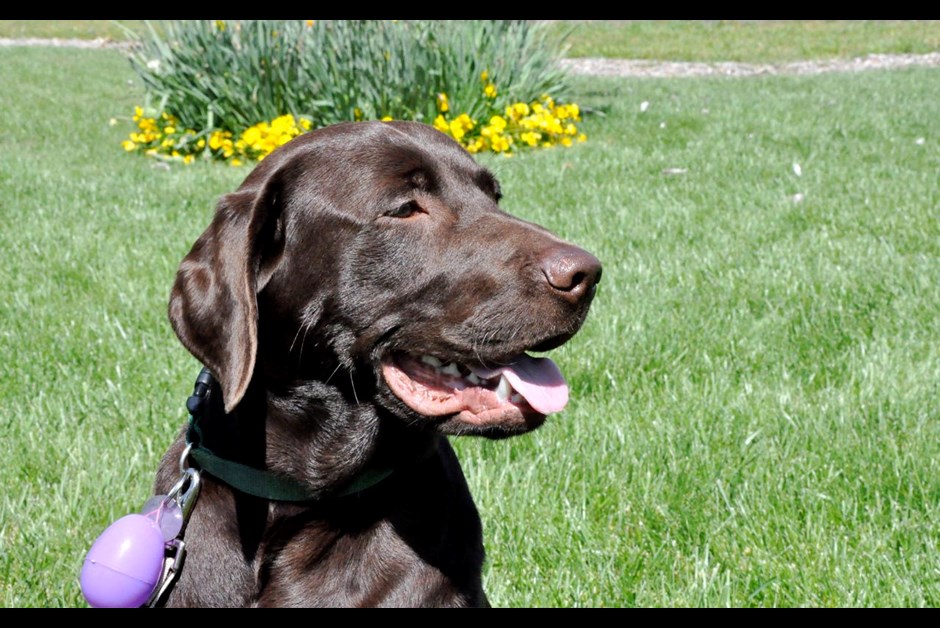 Sonoma's Canine Ambassador "Zeus" Featured on TIME.COM