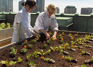 Tea &amp; Garden Tours at Fairmont Royal York