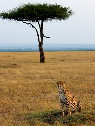 The Cheetah