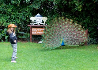 Standing on the equator with a peacock
