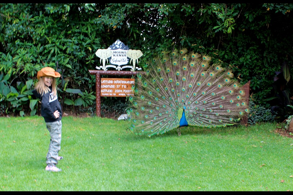 Standing on the equator with a peacock