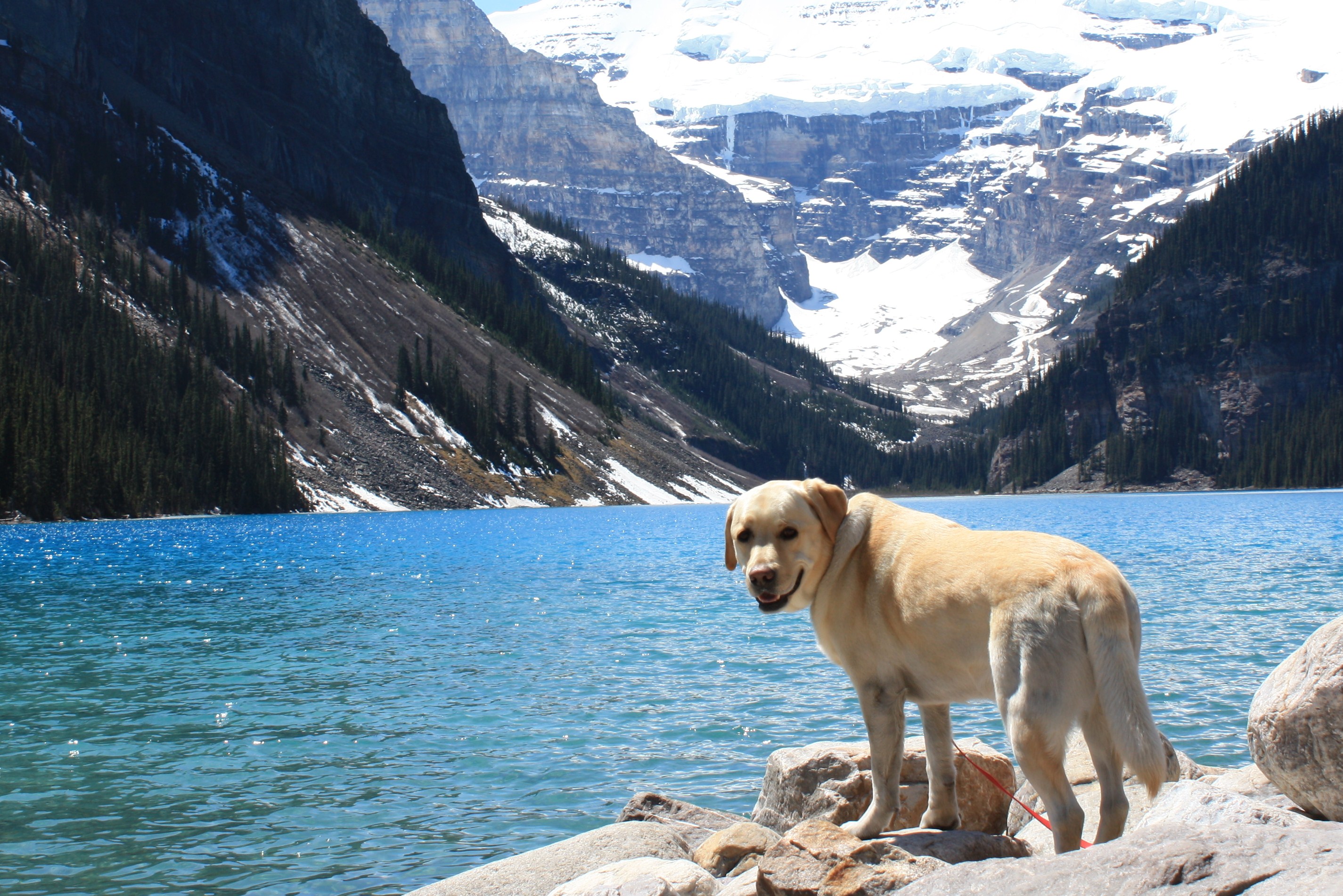 Sonny on the shores of Lake Louise