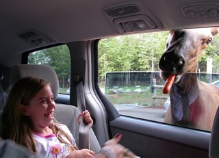 Just horsing around