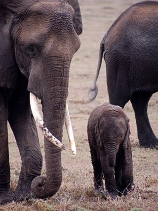 Mama and Baby Elephant