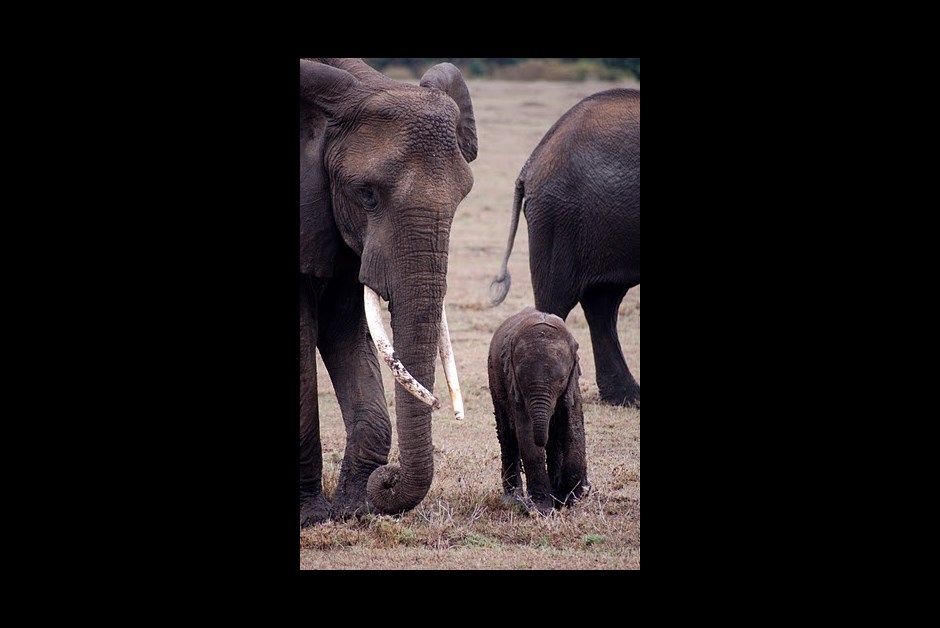 Mama and Baby Elephant