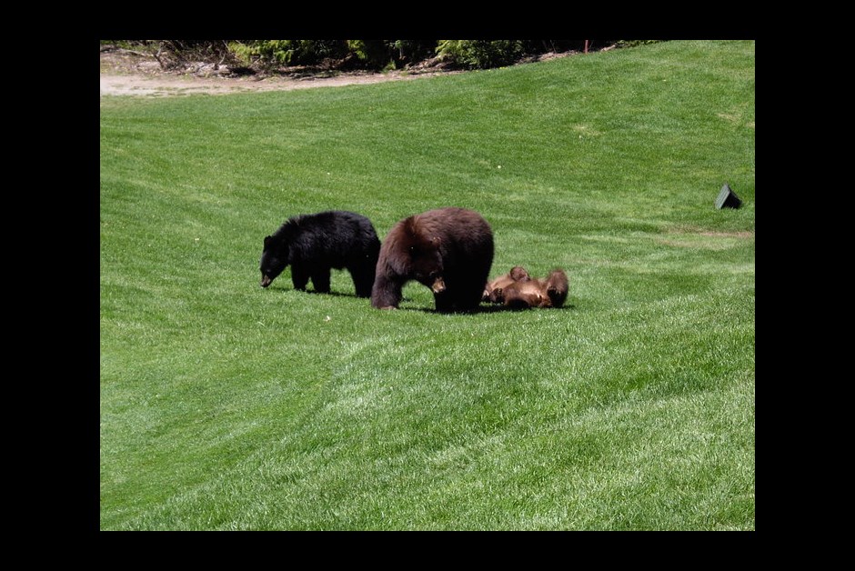 Bears at The Fairmont Chateau Whistler