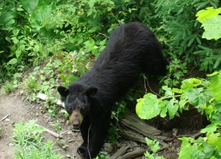 Black Bears