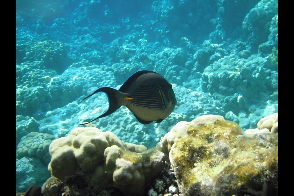 Sharm El Sheikh, Egypt - Underwater Red Sea-16.jpg