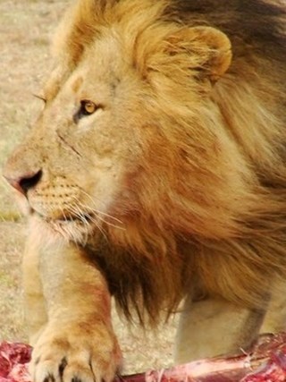 Simba, Twiga, na Mamba