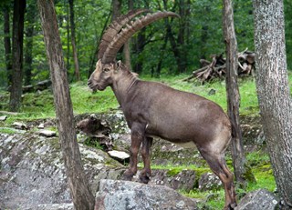 Parc Omega